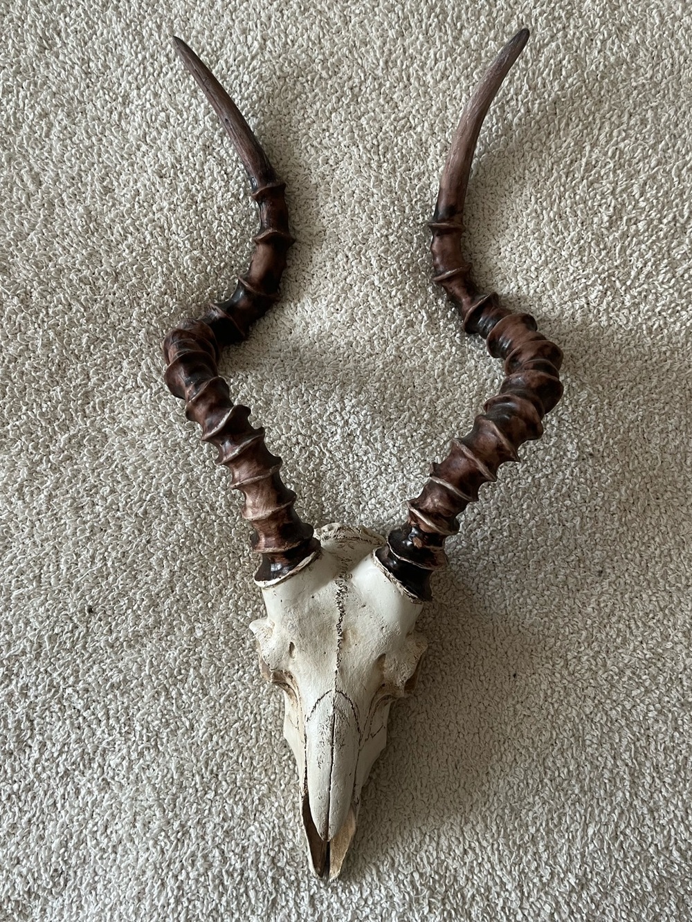 Decorative Antelope Skull with Curved Horns - White & Brown